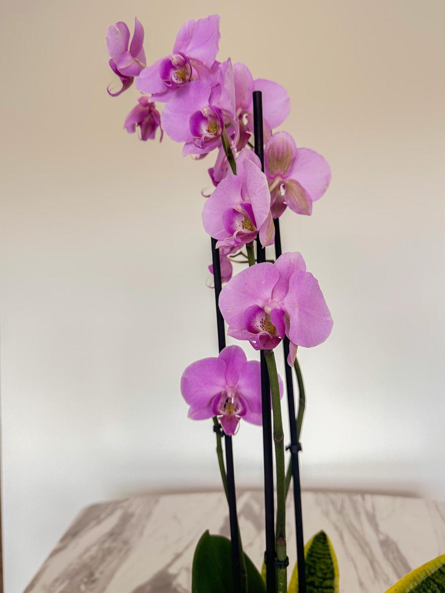 Flora Guest House Marco de Canavezes Zewnętrze zdjęcie